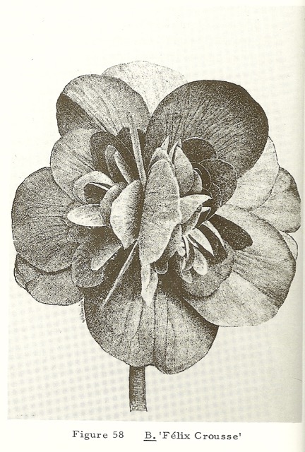 B. ‘Felix Crousse’